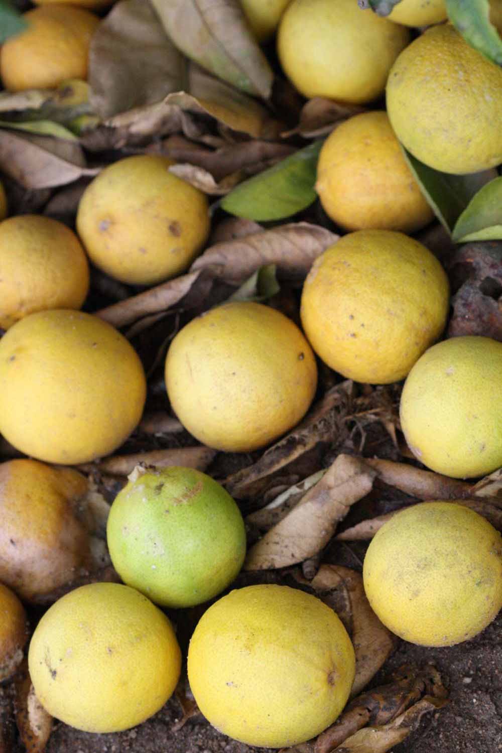              Fruit (Riverside, CA)       